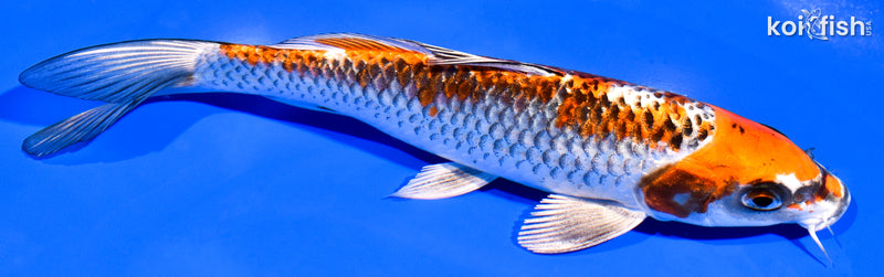 7.5" BENI GINGA