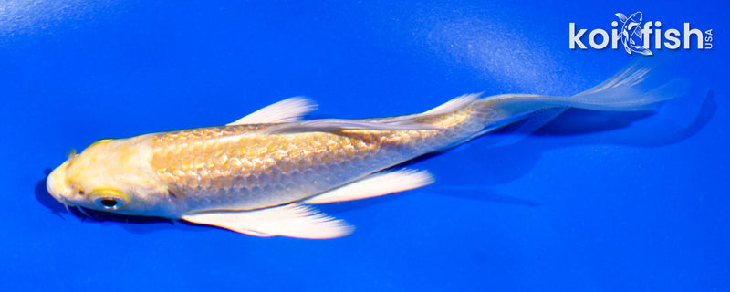 5" GINRIN YAMABUKI OGON BUTTERFLY