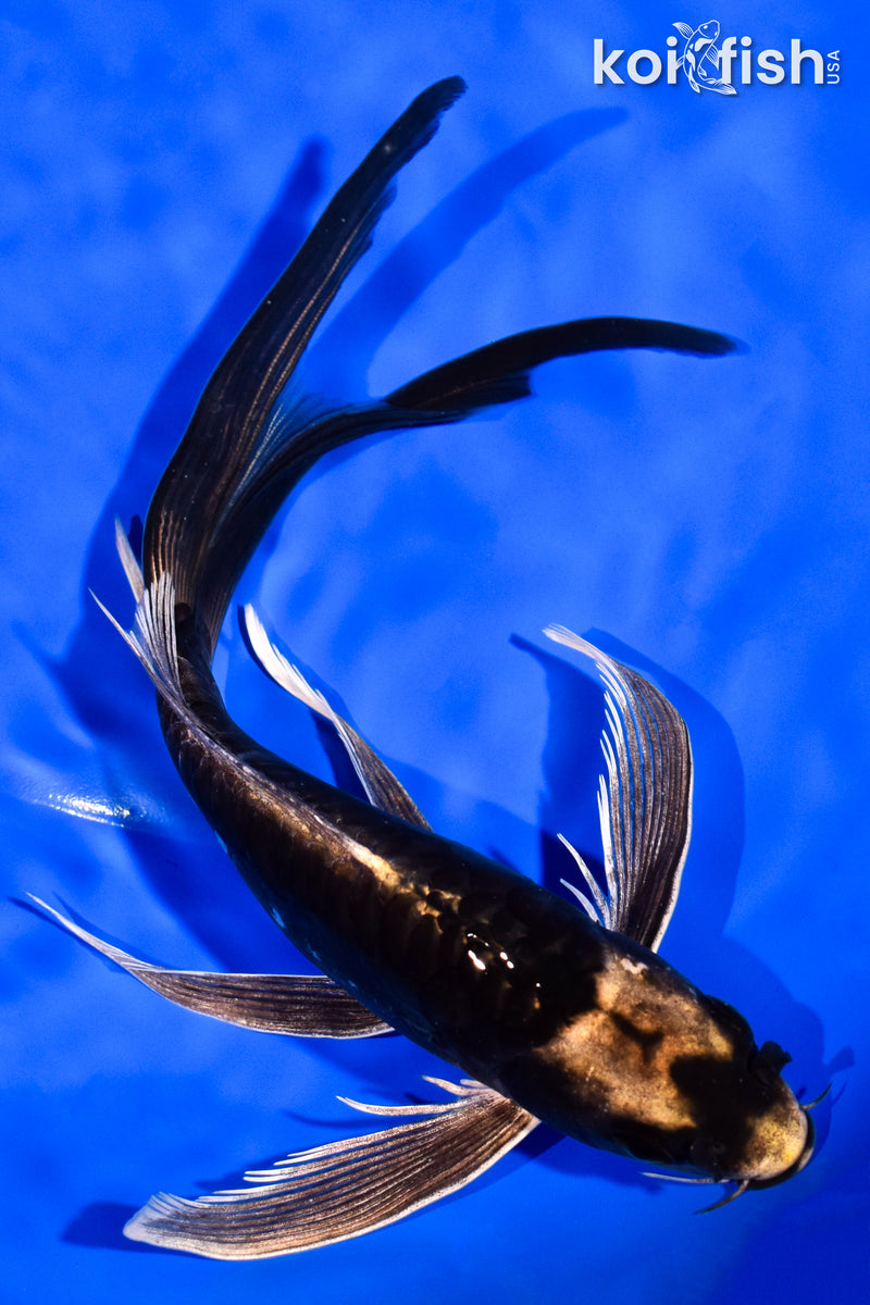 8" KABUTO BUTTERFLY