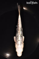 6" ARAGOKE KIKOKURYU