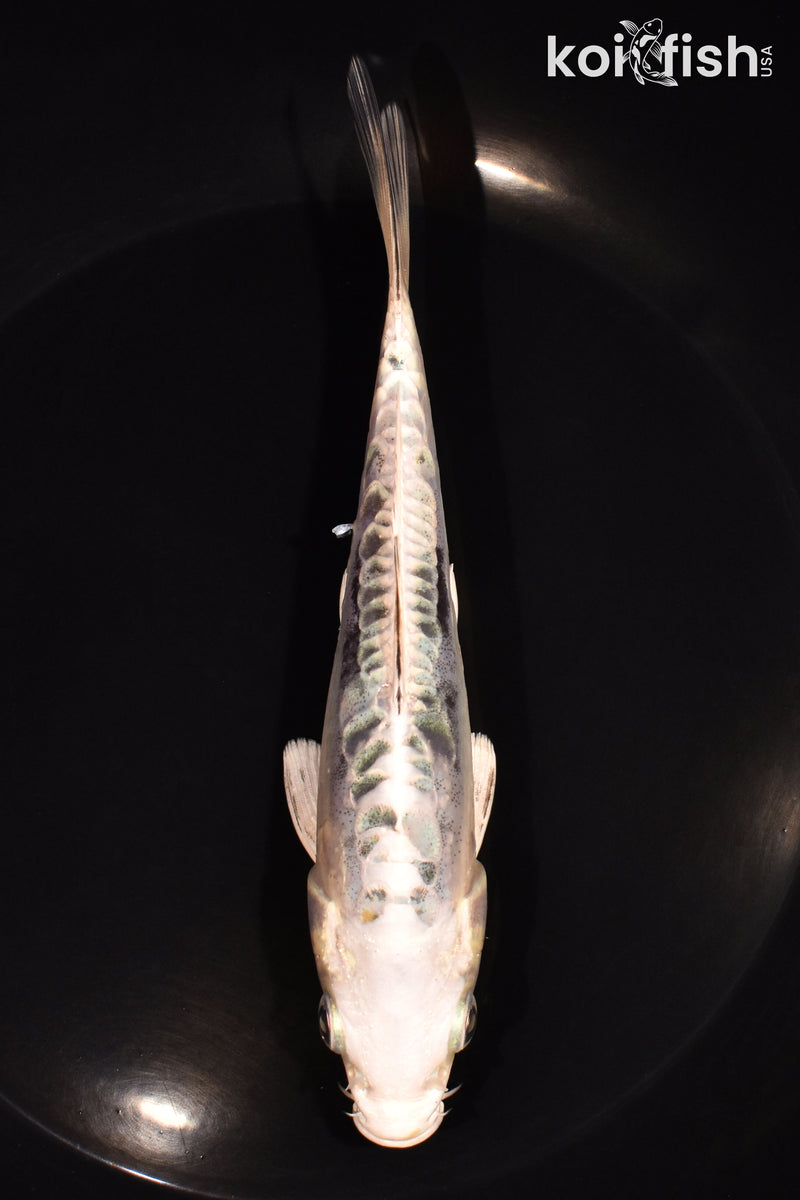 6" ARAGOKE KIKOKURYU