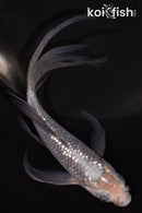 5.25" GINRIN SORAGOI BUTTERFLY