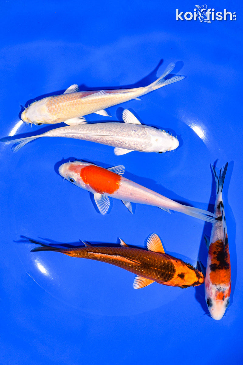 PACK OF (5) 4-5" STANDARD KOI