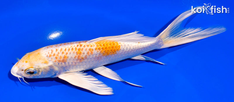 7.25" HARIWAKE BUTTERFLY