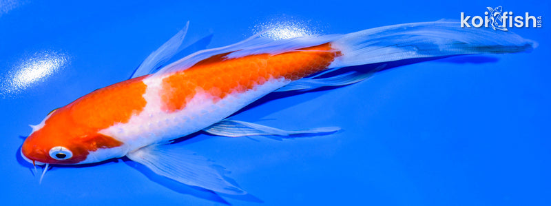 7.5" KOHAKU BUTTERFLY