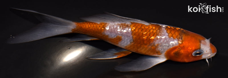 4.75" GINRIN OCHIBA SHIGURE BUTERFLY