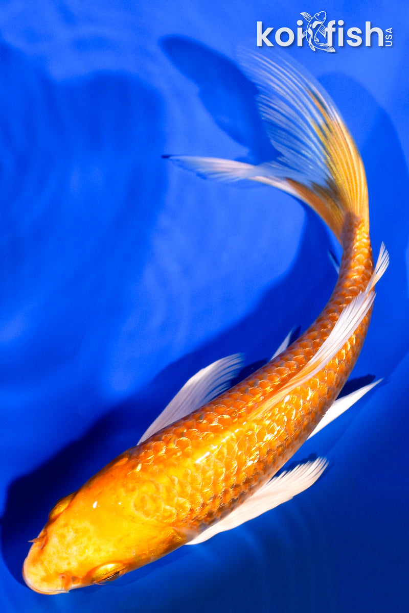 6" GINRIN ORENJI OGON BUTTERFLY