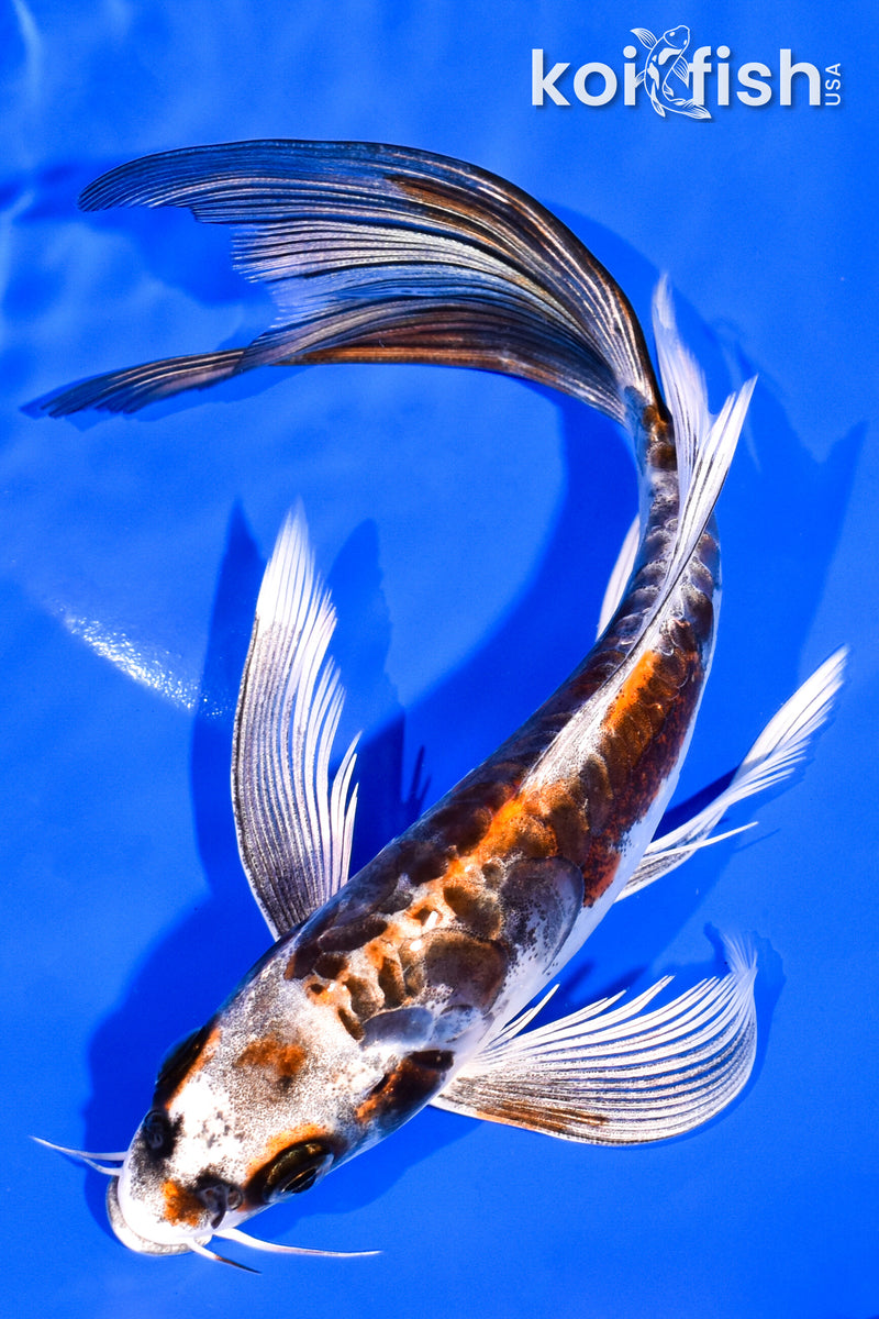 7.25" BENI KIKOKURYU BUTTERFLY