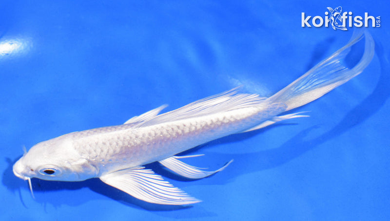 6" PLATINUM OGON BUTTERFLY