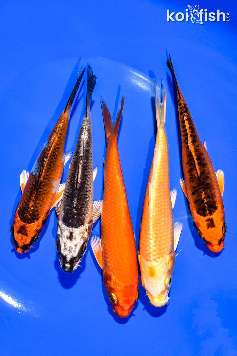 PACK OF (5) 4-5" STANDARD KOI