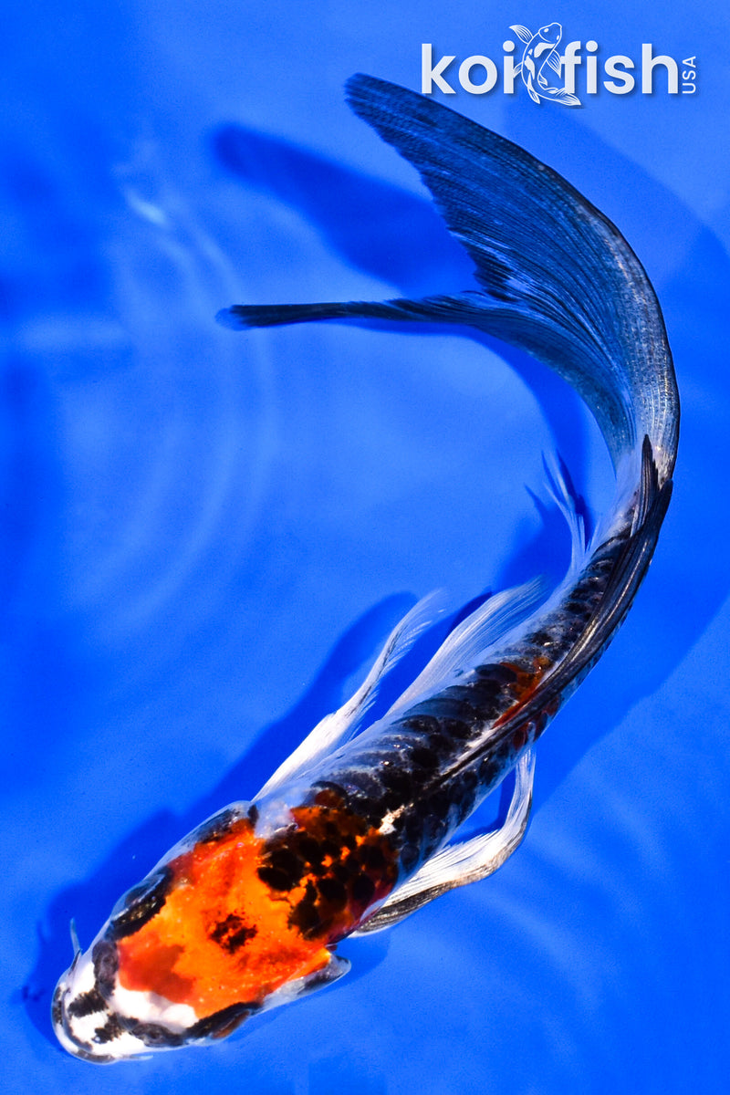 5.75" ARAGOKE BENI KIKOKURYU BUTTERFLY