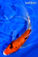 6.75" SANKE BUTTERFLY