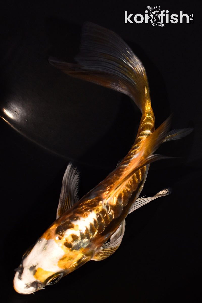 5.5" GINRIN ARAGOKE BENI KIKOKURYU BUTTERFLY