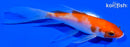 4.25" KOHAKU BUTTERFLY