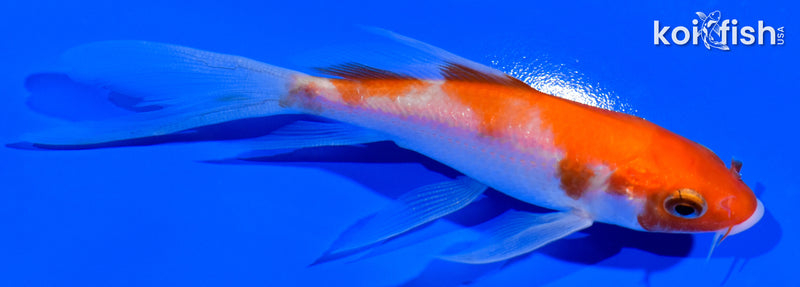 4.25" KOHAKU BUTTERFLY