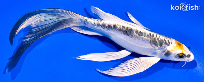 8.5" KIN KIKOKURYU BUTTERFLY
