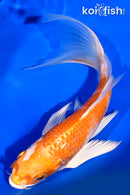 6.75" HARIWAKE BUTTERFLY