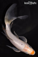 6.5" OCHIBA SHIGURE BUTTERFLY