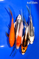 PACK OF (5) 5-6" BUTTERFLY KOI