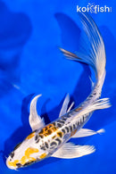 6.5" ARAGOKE KIN KIKOKURYU BUTTERFLY