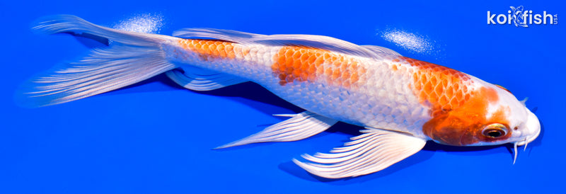 7.75" HARIWAKE BUTTERFLY