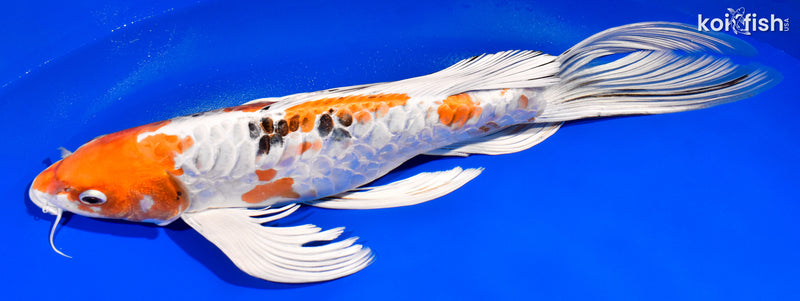 13.5" ARMOR SCALED HEISEI NISHIKI BUTTERFLY