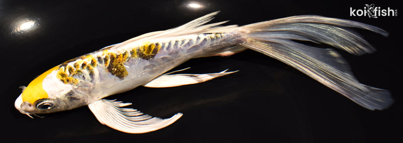 7.5" KIN KIKOKURYU BUTTERFLY
