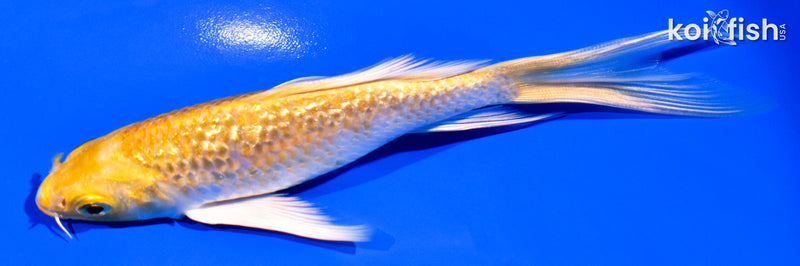 5.5" GINRIN HARIWAKE BUTTERFLY