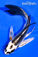 5.75" BENI GINGA BUTTERFLY