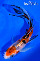 4.75" SANKE BUTTERFLY