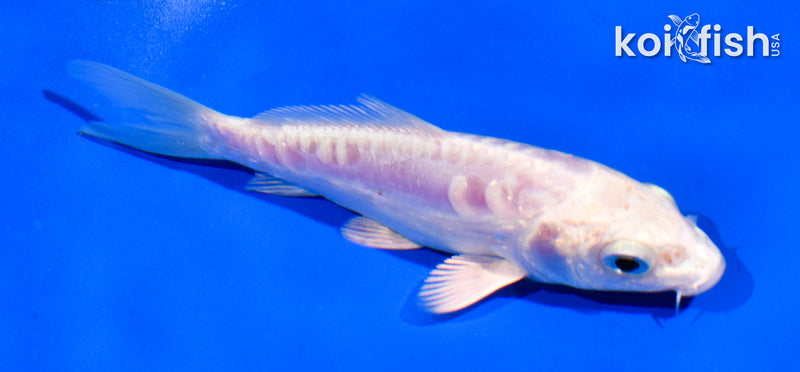 4.5" ARAGOKE PLATINUM OGON