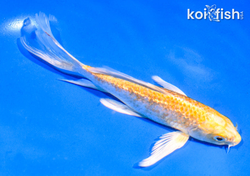 5.5" GINRIN YAMABUKI OGON BUTTERFLY