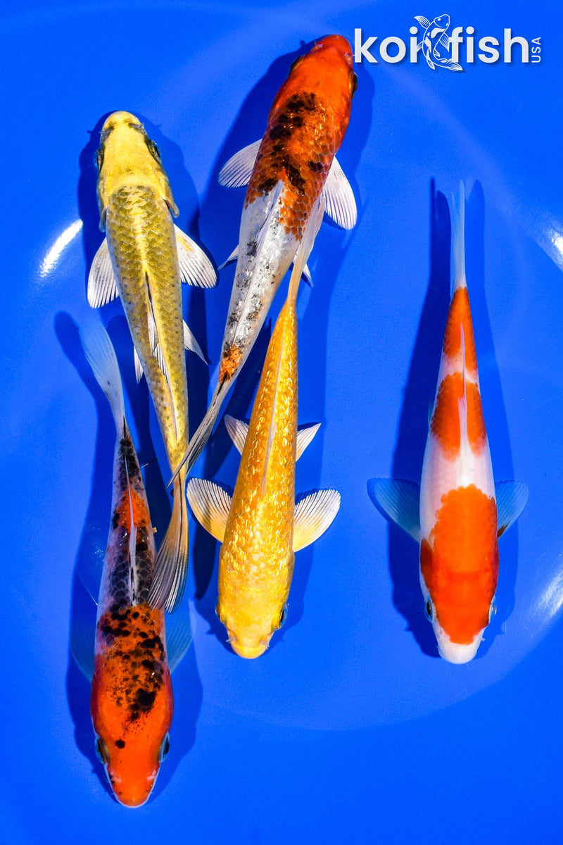 PACK OF (5) 5-6" STANDARD KOI