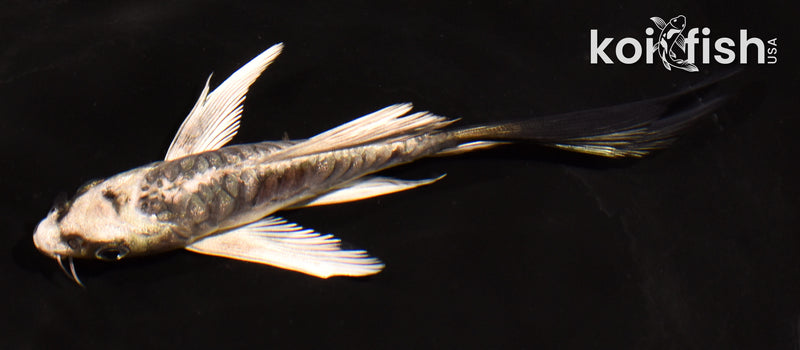 4.5" ARAGOKE KIKOKURYU BUTTERFLY