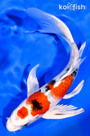 7.75" MARUTEN YAMATO NISHIKI BUTTERFLY