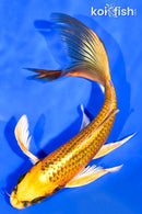 7" KI MATSUBA BUTTERFLY