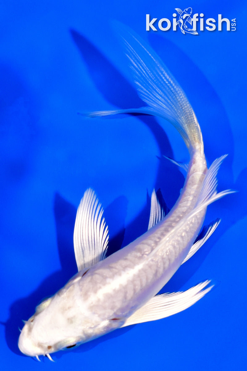 4.25" DOITSU PLATINUM OGON BUTTERFLY
