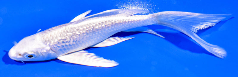 5.25" GINRIN PLATINUM OGON BUTTERFLY