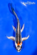 6" GINRIN BENI GINGA BUTTERFLY