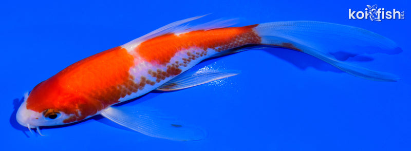 5.5" KOHAKU BUTTERFLY