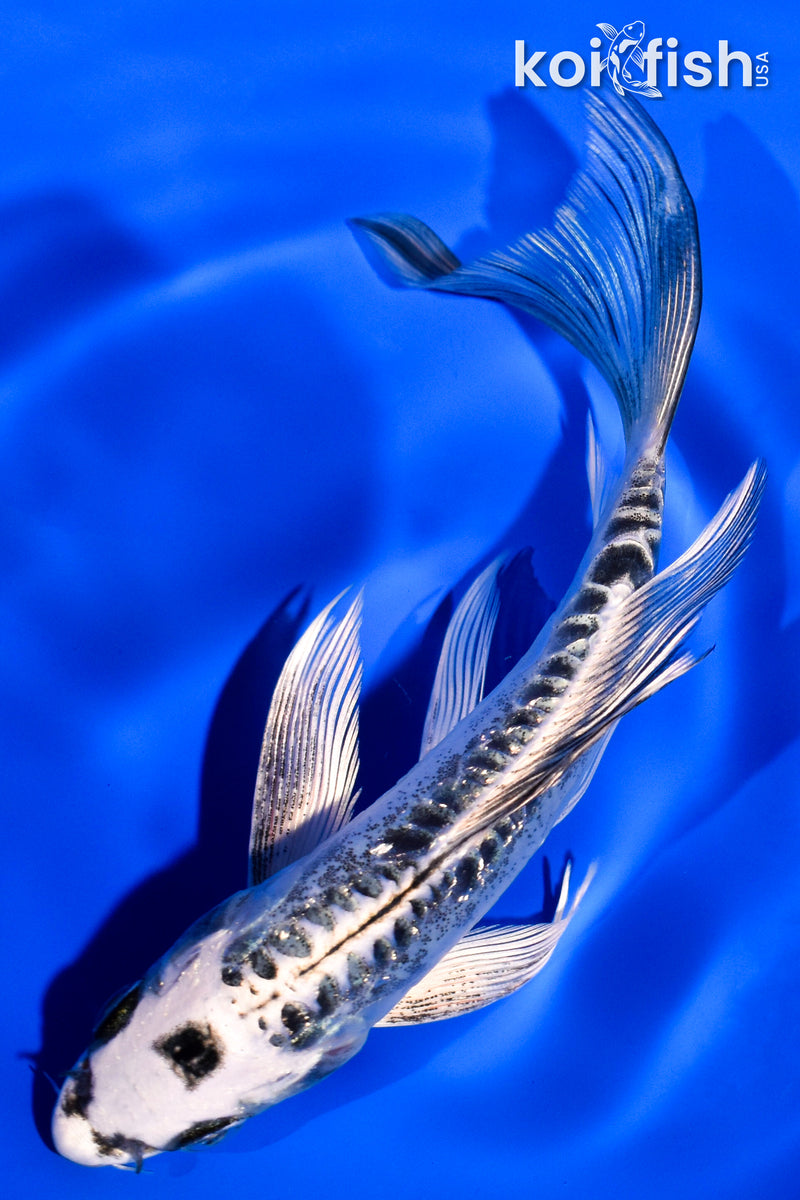 5.5" GINRIN KIKOKURYU BUTTERFLY