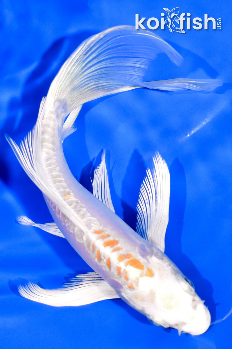 6" DOITSU HARIWAKE BUTTERFLY