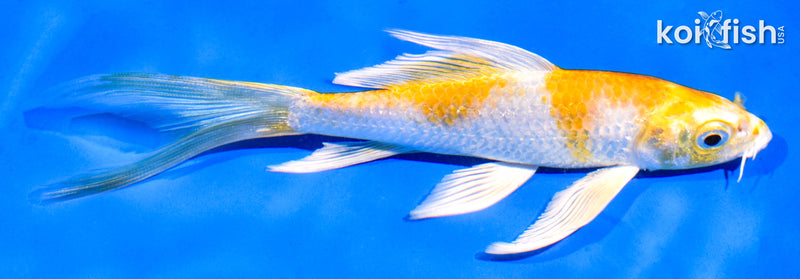 6" HARIWAKE BUTTERFLY