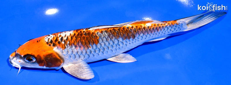 7.5" BENI GINGA