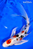 8.25" YAMATO NISHIKI BUTTERFLY