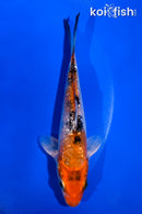 4.5" GINRIN YAMATO NISHIKI