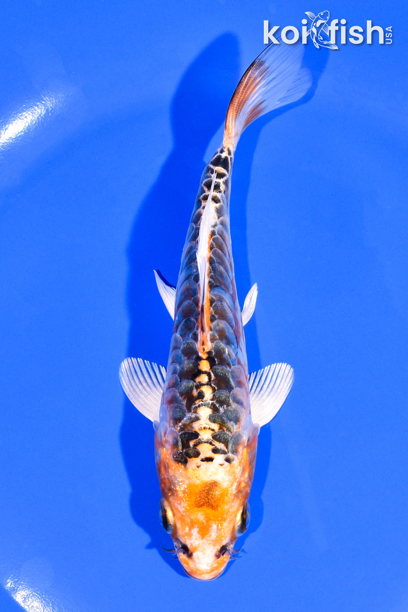 5.5" ARAGOKE HEISEI NISHIKI