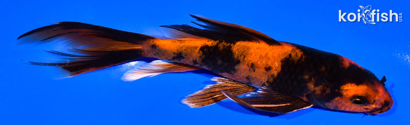 5.75" KIN HI UTSURI BUTTERFLY