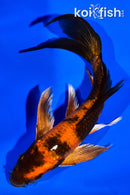 5.5" KIN HI UTSURI BUTERFLY