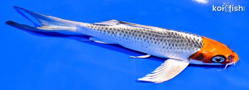 6.75" HOODED KUJAKU BUTTERFLY